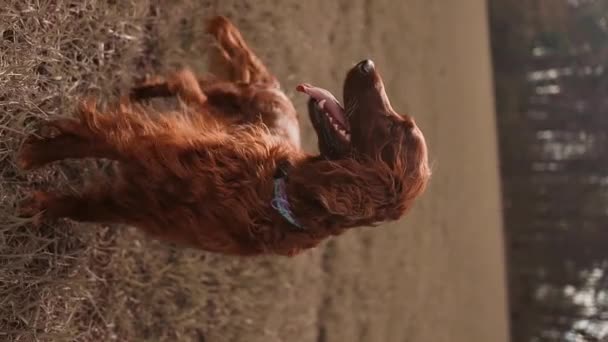 Szczęśliwy Irlandzki Pies Setter Językiem Zewnątrz Biegając Lesie Pomarańczowy Złoty — Wideo stockowe