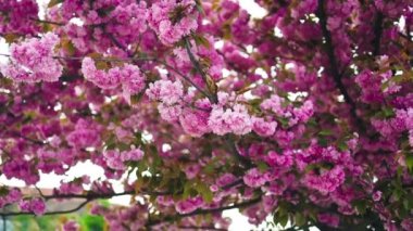 Güzel pembe sakura çiçekleri ilkbahar mavi gökyüzüne karşı. Baharda güneşli bir günde çiçek açan ağaçla güzel bir doğa sahnesi. Güzel park. Yüksek kaliteli FullHD görüntüler