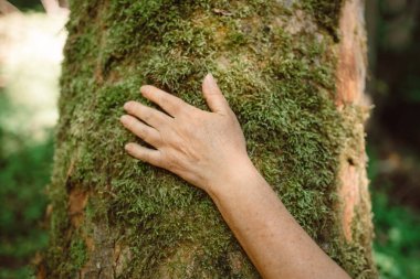 Kadının eli ağacın gövdesine yakın çekimde. Ağaç kabuğu. Çevreye önem vermek. Ekoloji, dünyayı kurtarma ve doğayı insan tarafından sevme kavramı. Yüksek kalite fotoğraf