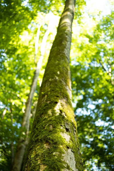Arbres Forestiers Nature Vert Bois Lumière Soleil Milieux Photo Haute — Photo