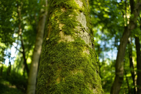 森の木 緑の木漏れ日の背景です 高品質の写真 — ストック写真