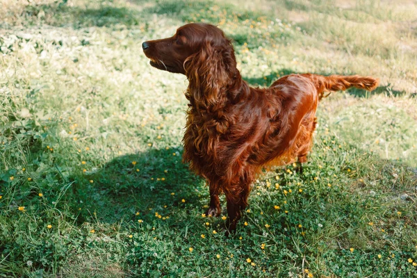 Porträt Von Happy Braun Niedlichen Irish Setter Welpen Hund Mit — Stockfoto
