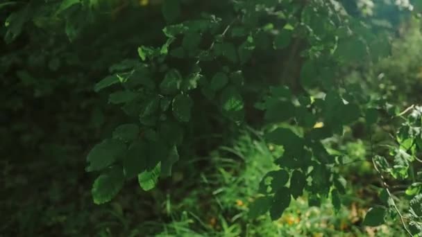 Bujne Zielone Liście Drzew Popołudniowym Słońcem Spacerując Lesie Dużymi Zielonymi — Wideo stockowe