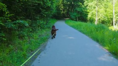 Yerleşimci köpek ormanda asfalt bir yolda tasmayla yürüyor. Yüksek kaliteli FullHD görüntüler