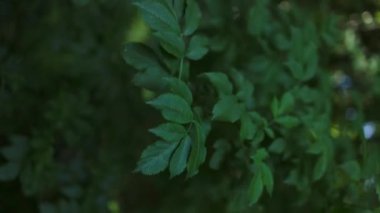 Yeşil yaprak arkaplanının yakın doğa görüntüsü. Yassı, karanlık doğa konsepti. Yüksek kalite fotoğraf