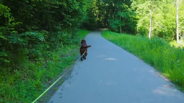Setter Perro Pasea Con Una Correa Camino Asfalto Bosque Imágenes — Vídeos de Stock