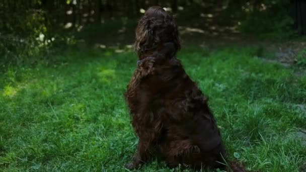 ハッピーブラウンの肖像かわいいアイルランドのセッターの子犬の犬の葉ボケの背景 カラフルな春の葉を持つ笑顔の犬の頭のショット — ストック動画