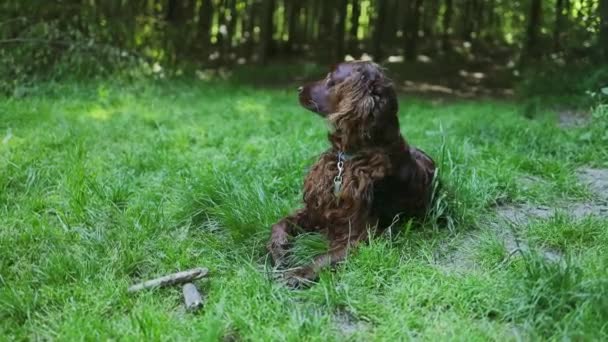 ハッピーブラウンの肖像かわいいアイルランドのセッターの子犬の犬の葉ボケの背景 カラフルな春の葉を持つ笑顔の犬の頭のショット — ストック動画