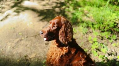 Mutlu kahverengi şirin İrlandalı yerleşimci köpek yavrusunun portresi. Gün batımında renkli bahar yaprağıyla gülümseyen köpek resmi ve mesaj için yer. Yüksek kalite fotoğraf