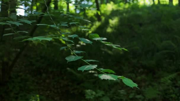 Zbliżenie Natury Widok Zielone Tło Liści Płaska Ciemna Natura Wysokiej — Wideo stockowe
