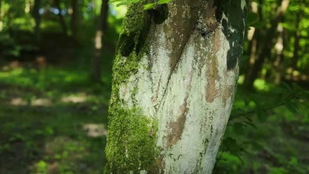 Drzewa Leśne Natura Zielone Drewno Sunlight Tła Wysokiej Jakości Zdjęcie — Wideo stockowe
