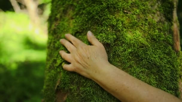 Жіночі Пальці Ніжно Торкаються Кори Дерева Вкритої Зеленим Пишним Мохом — стокове відео