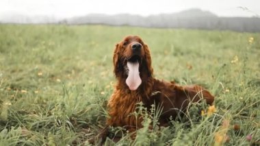 Mutlu kahverengi şirin İrlandalı yerleşimci köpek yavrusunun portresi. Yeşillik Bokeh Tepeleri arka planında. Renkli bahar yaprağıyla gülümseyen köpek resmi. 