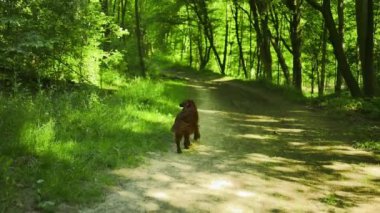 Yerleşim yeri köpek yürüyüşü. Ormandaki asfalt yolda. Yüksek kaliteli FullHD görüntüler