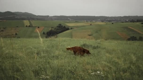 赤いアイルランドのセッター犬は山の緑の丘に沿って走っています 高品質のフルHd映像 — ストック動画