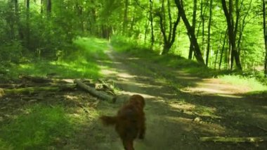 Yerleşim yeri köpek yürüyüşü. Ormandaki asfalt yolda. Yüksek kaliteli FullHD görüntüler