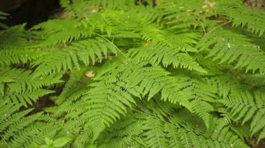 Su damlaları olan eğrelti otu yaprağı. Yüksek kalite fotoğraf