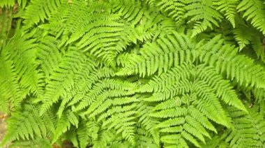 Su damlaları olan eğrelti otu yaprağı. Yüksek kalite fotoğraf