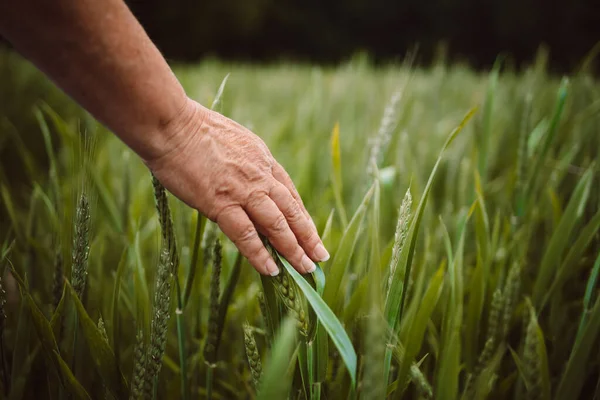 Barley sprouts in a farmers hand. Woman farmer walks through a wheat field, touching green ears of wheat with his hands. Agriculture concept. Young business woman inspects her field.