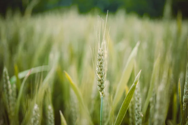 Сочные Свежие Уши Молодой Зеленой Пшеницы Природе Весеннем Летнем Поле — стоковое фото