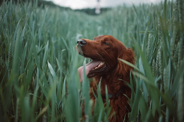 Wunderschöner Junger Irischer Setterhund Der Auf Einem Feld Steht Und — Stockfoto