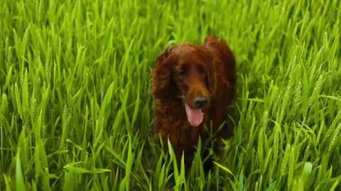 İrlandalı bir Setter köpeği, sahibinin yanında bir kır yolu boyunca çimenli bir tarlada yatıyor. Yazın yavaş çekimde dili çıkıyor.. 