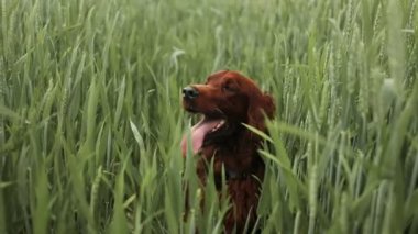 Muhteşem genç İrlandalı yerleşimci köpek tarlada duruyor ve bulanık bir arka planla çayırda oturuyor sanki hayatı düşünüyormuş gibi. Saf, mutlu ve sevecen bir kişiliğe sahip.