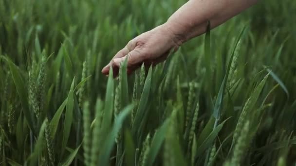 Farmářka Prochází Pšeničným Polem Rukama Dotýká Zelených Uší Pšenice Zemědělský — Stock video