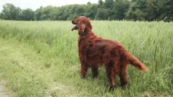 犬アイルランドセッターは 彼の所有者が舌を突き出して歩くための田舎道に沿って草でコムギ畑を立っています — ストック動画
