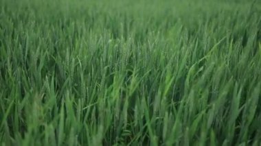 Bahar mevsiminde doğada taze taze taze buğday ve yazı geçirmek için boş yeri olan makroyu yakın plan çekiyoruz. Yüksek kalite fotoğraf