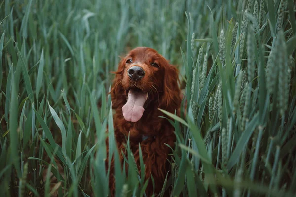 年轻貌美的爱尔兰赛特犬站在田里 坐在一片背景模糊的草地上 看起来像是在凝视着生活 性格开朗 性格开朗 — 图库照片