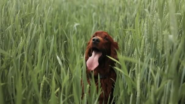 Een Ierse Setter Hond Ligt Een Graanveld Met Gras Langs — Stockvideo