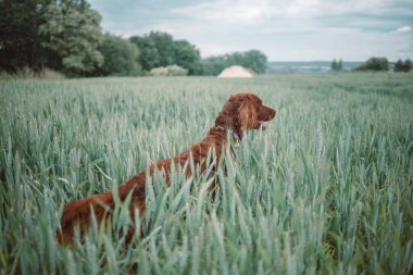Muhteşem genç İrlandalı yerleşimci köpek tarlada duruyor ve bulanık bir arka planla çayırda oturuyor sanki hayatı düşünüyormuş gibi. Saf, mutlu ve sevecen bir kişiliğe sahip.