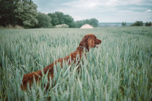 Minunat Tânăr Câine Setter Irlandez Picioare Teren Stând Pajiște Fundal — Fotografie, imagine de stoc