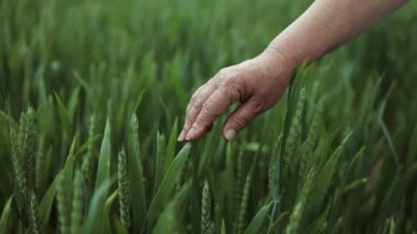 Bir çiftçinin elinde arpa filizlenir. Kadın çiftçi buğday tarlasında yürüyor, elleriyle yeşil buğday başaklarına dokunuyor. Tarım konsepti. Genç iş kadını tarlasını teftiş ediyor..