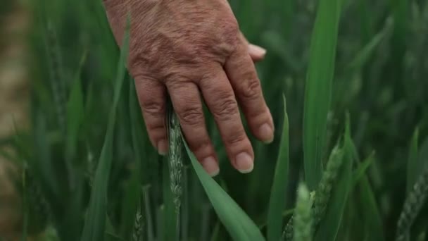 Kobieta Rolnik Przechodzi Przez Pole Pszenicy Dotykając Zielonych Uszu Pszenicy — Wideo stockowe