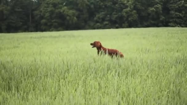 Happy Young Irish Setter Dog Walking Wheat Field Purebred Happy — Stock Video