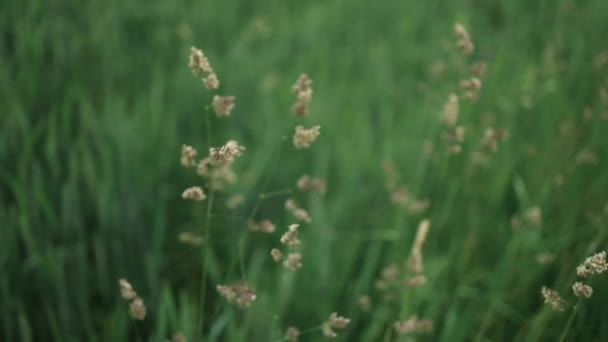 Beautiful Background Motion Blurred Wheat Field Summer Wind High Quality — Stock Video