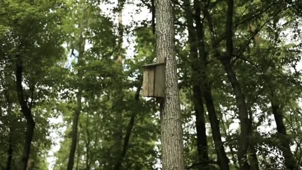Houten Vogelhuisje Opgehangen Aan Een Boom Het Bos Vogelnestmiddel Van — Stockvideo
