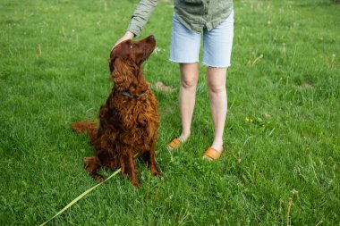 Parkta samoed köpeğiyle oynayıp koşan güzel bir kız. İrlandalı köpeğini eğitiyor.