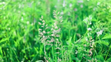 Bulutlu bahar gününde sonsuz yeşil tarım arazisinin güzel manzarası. Drone kırsal kesimlerdeki buğday tarlaları üzerinde uçuyor. Yüksek kaliteli FullHD görüntüler