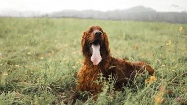 Mutlu kahverengi şirin İrlandalı yerleşimci köpek yavrusunun portresi. Yeşillik Bokeh Tepeleri arka planında. Renkli bahar yaprağıyla gülümseyen köpek resmi. 