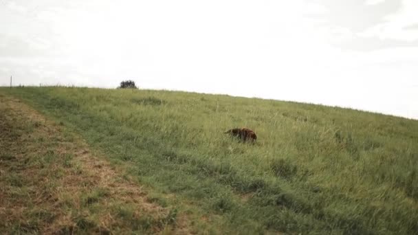 赤いアイルランドのセッター犬は山の緑の丘に沿って走っています 高品質のフルHd映像 — ストック動画