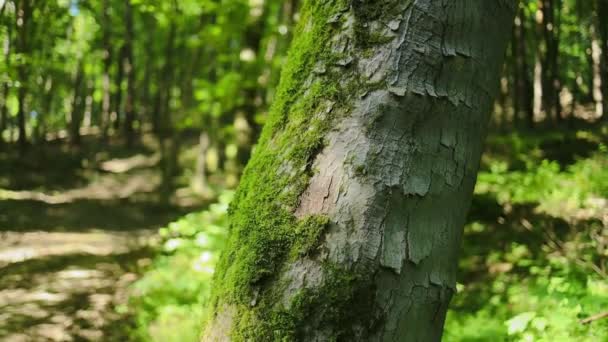 Árvores Floresta Natureza Verde Madeira Fundos Luz Solar Foto Alta — Vídeo de Stock