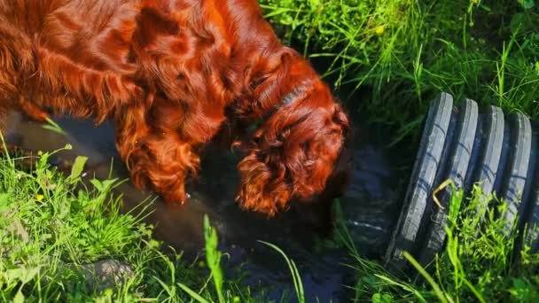 Irish Setter Honhund Dricker Vattenpöl Skogen Högkvalitativ Fullhd Film — Stockvideo