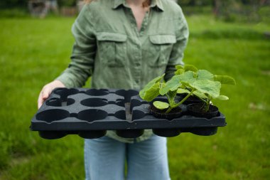 Kadınların elleri bulanık bir zeminde salatalık otunu tutuyor. Yüksek kalite fotoğraf