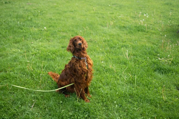 庭には草の上に長髪のかわいい茶色いセッター犬が座っています フィールドで犬を訓練 — ストック写真