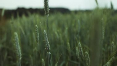 Bahar mevsiminde doğada taze taze taze buğday ve yazı geçirmek için boş yeri olan makroyu yakın plan çekiyoruz. Yüksek kalite fotoğraf