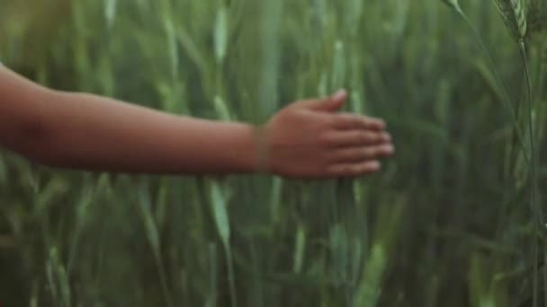 人間の手は草の緑のフィールドを移動します 夕暮れ時には小麦畑で若い小麦に触れる男性の手 男の子は日没時に小麦に触れる手 高品質のフルHd映像 — ストック動画