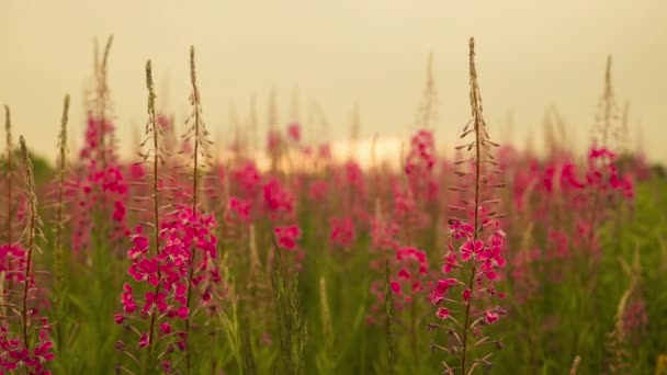 Malé Růžové Květy Proti Bujné Zelené Rostlině Rozmazané Pozadí Rozmazané — Stock video